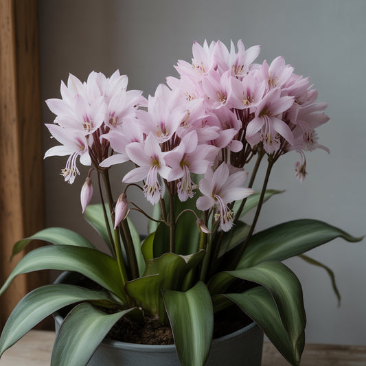Pink White Dodecatheon Seeds - Perfect for Planting in Spring and Summer Gardens