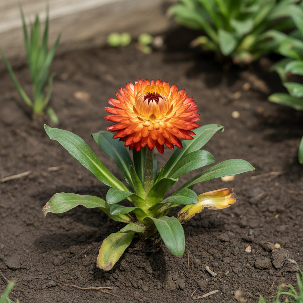 Orange Double Strawflower Seeds for Planting  Vibrant Blooms, Easy Growing, Perfect for Summer Gardens