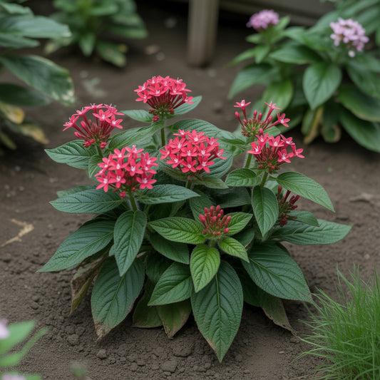 Red Pentas Flower Seeds Planting