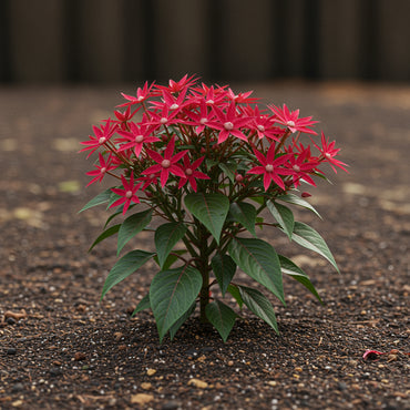 Red Pentas Flower Seeds Planting