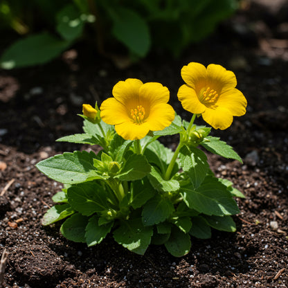 Yellow Mimulus Guttatus Flower Seeds Planting Tips