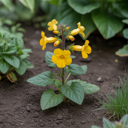 Yellow Mimulus Guttatus Flower Seeds Planting Tips