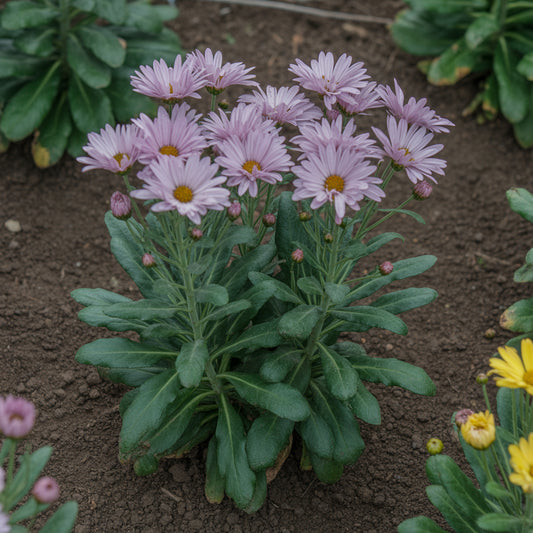 Xeranthemum Annum Flower Seeds for Easy Planting