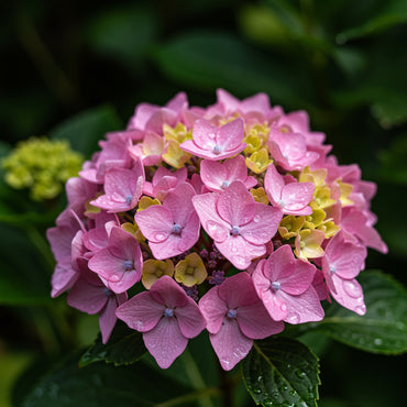 Light Pink Hydrangea Flower Seeds for Planting - Grow Stunning Blooms in Your Garden