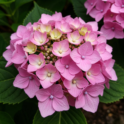 Hellrosa Hortensienblumensamen zum Pflanzen – Züchten Sie prächtige Blüten in Ihrem Garten