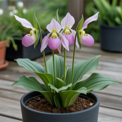 Lady's Slipper Flower Seeds for Planting  Premium Quality Perennial Seeds