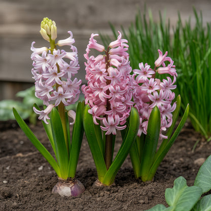 Hyacinthus Flower Seeds - Planting Seeds for Colorful Blooms