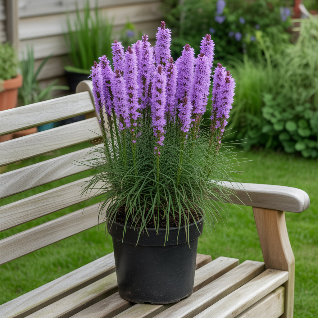 Liatris Flower Seeds for Planting  Vibrant Perennial Blooms