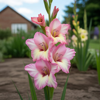 Gladiolus mic Flower Planting Seeds for Vibrant Garden Blooms
