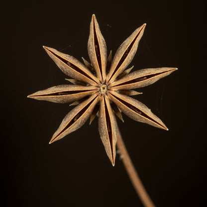 Star Anise Seeds for Planting - Grow Your Own Star Anise Flower