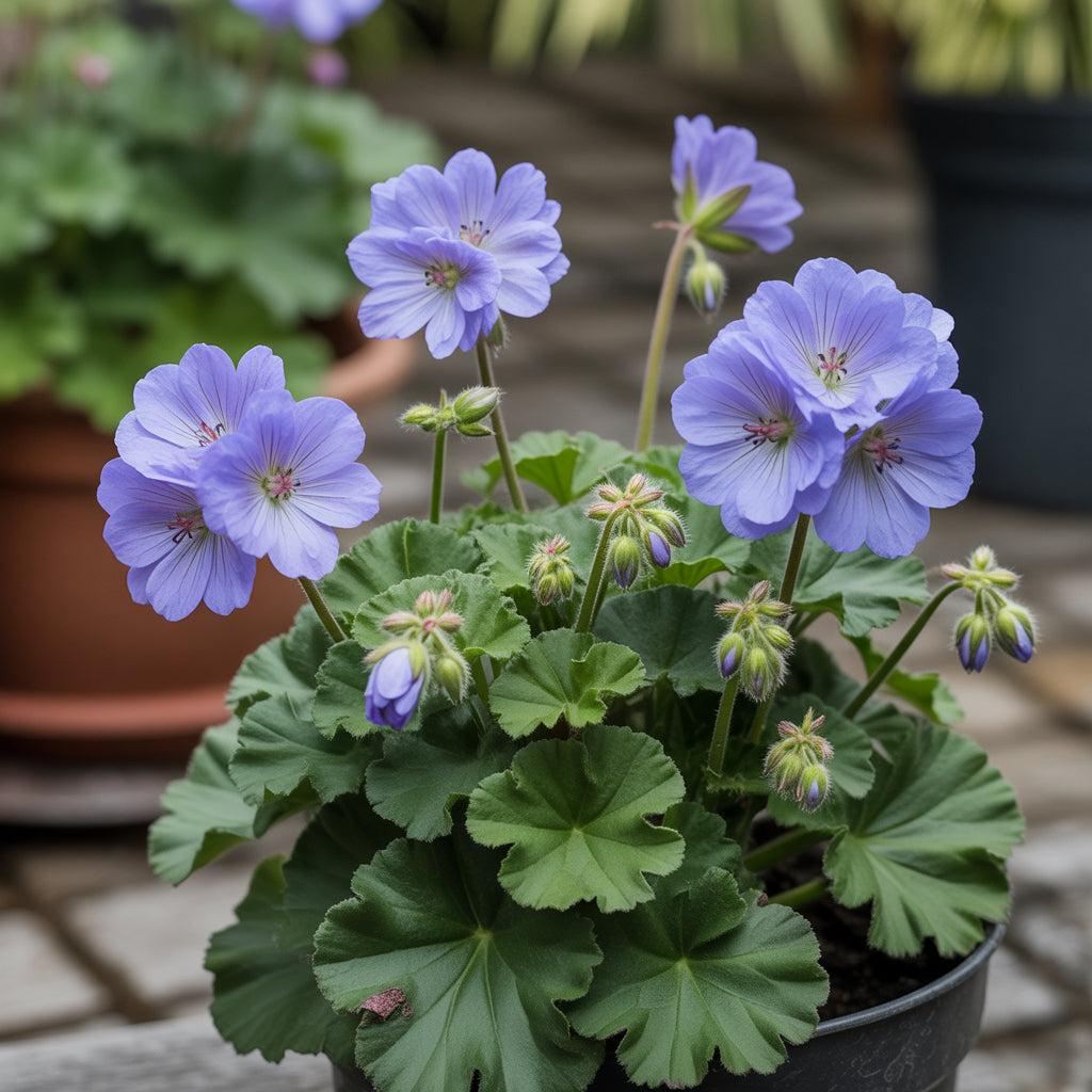 Blue Geranium Seeds for Planting - Beautiful Perennial Blooms