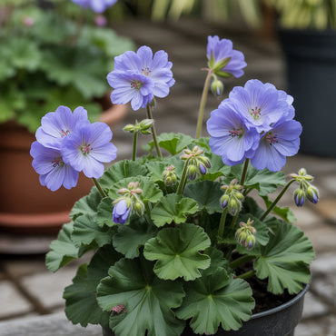 Blue Geranium Seeds for Planting - Beautiful Perennial Blooms