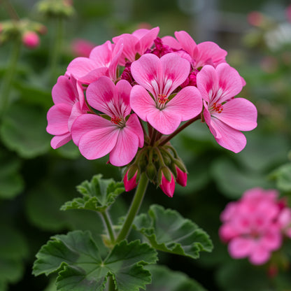 Dark Pink Geranium Apple Blossom Flower Seeds for Planting