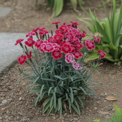 Dianthus Seeds  Grow Vibrant Flowers in Your Garden