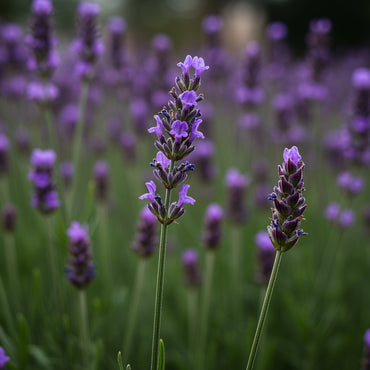 Munstead Lavender Flower Seeds for Planting - Grow Beautiful Lavender in Your Garden
