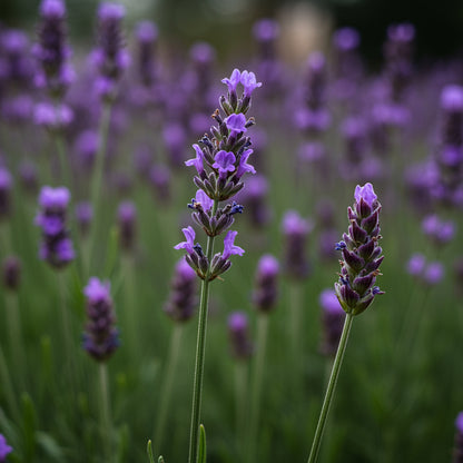 Munstead Lavender Flower Seeds for Planting - Grow Beautiful Lavender in Your Garden