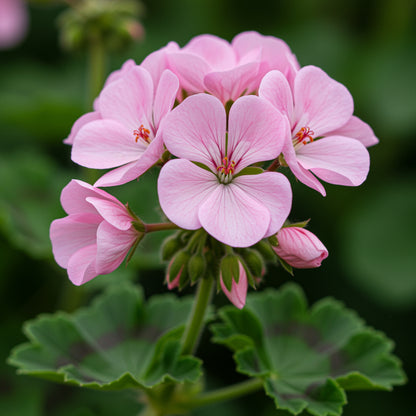 Geranium Apple Blossom Planting Seeds for Vibrant Garden Blooms