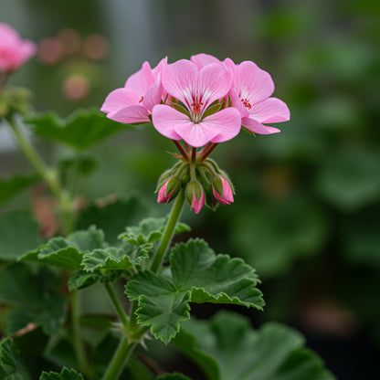 Geranium Apple Blossom Planting Seeds for Vibrant Garden Blooms