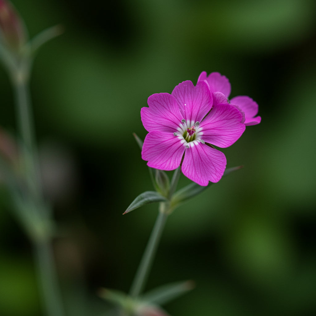 Rose Campion Magenta Silver Catchfly - Lychnis Silene Coronaria Flower Seeds