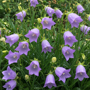 Canterbury Bells Cup & Saucer Mix Seeds | Premium Flower Seeds for Gardens | Perfect for Planting Outdoors | Long-Lasting Blooms