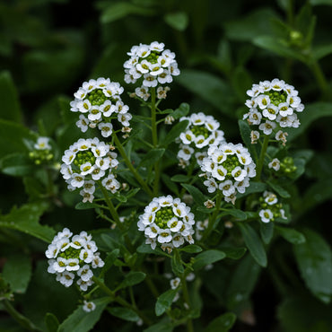Alyssum Aphrodite Seeds for Gardening, Ideal for Planting in All Seasons, Enhance Your Garden with Beautiful Alyssum Aphrodite Blooms