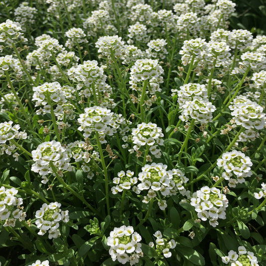 Alyssum Aphrodite Seeds for Gardening, Ideal for Planting in All Seasons, Enhance Your Garden with Beautiful Alyssum Aphrodite Blooms