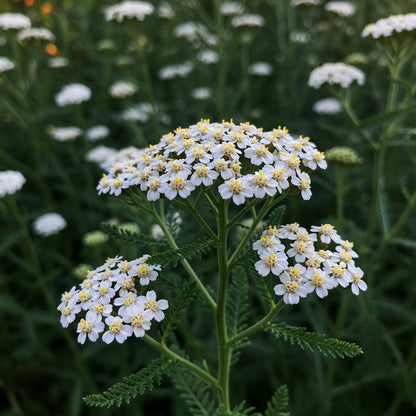 Mixed Yarrow Seeds for Planting Beautiful Flower Gardens