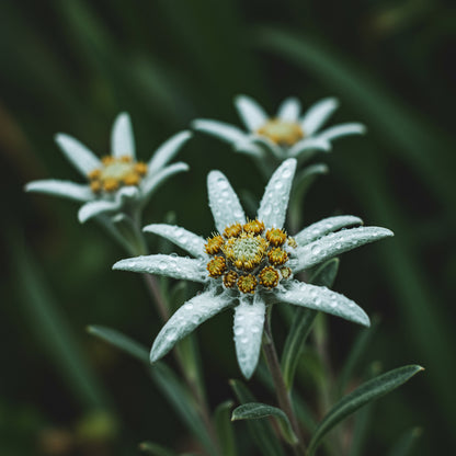 Edelweiss Flower Seeds Planting Pack - Grow Stunning Blooms