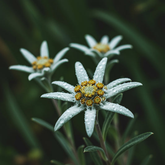Edelweiss Flower Seeds Planting Pack - Grow Stunning Blooms