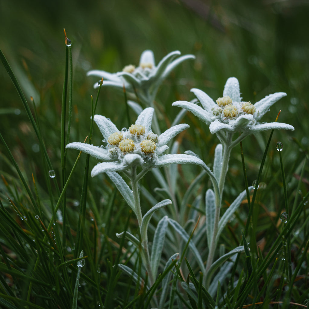 Edelweiss Flower Seeds Planting Pack - Grow Stunning Blooms