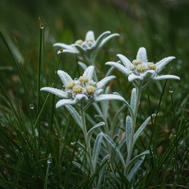 Edelweiss Flower Seeds Planting Pack - Grow Stunning Blooms