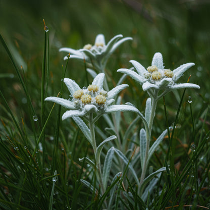 Edelweiss Flower Seeds Planting Pack - Grow Stunning Blooms