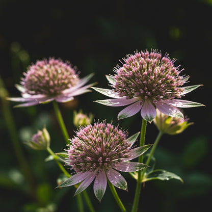 Astrantia Pincushion Seeds for Planting