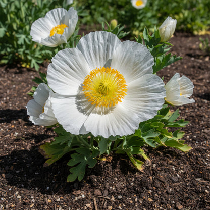 Coulteri Flower Seeds for Planting  Vibrant Blooms for Your Garden