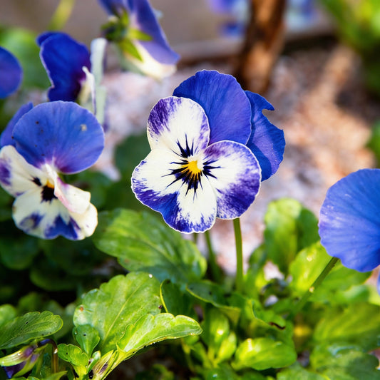 Viola Flower Seeds for Planting - Vibrant Blooms for Your Garden