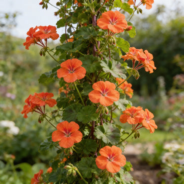 Climbing Geranium Flower Seeds - Vibrant Orange for Planting | Enhance Your Garden with Beautiful Seeds