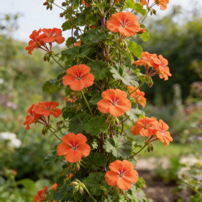 Climbing Geranium Flower Seeds - Vibrant Orange for Planting | Enhance Your Garden with Beautiful Seeds
