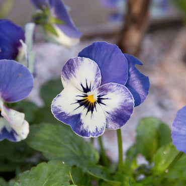 Viola Flower Seeds for Planting - Vibrant Blooms for Your Garden