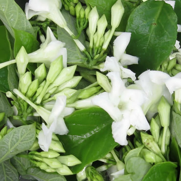 Loroco Planting Seeds - Grow Your Own Loroco