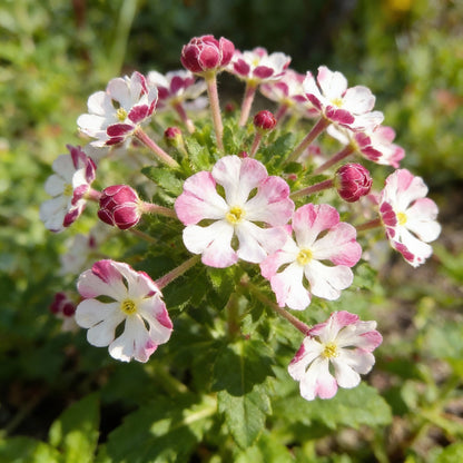 White Pink Zaluzianskya Flower Planting  Seeds for Elegant Blooms in Your Garden