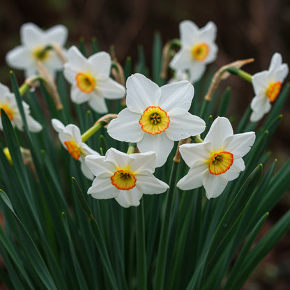 Easy Planting White Narcissus Flower Seeds