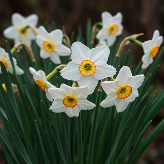 Easy Planting White Narcissus Flower Seeds