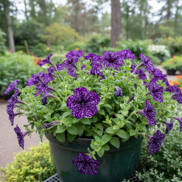 Dark Violet Starry Petunia Seeds for Spring Planting