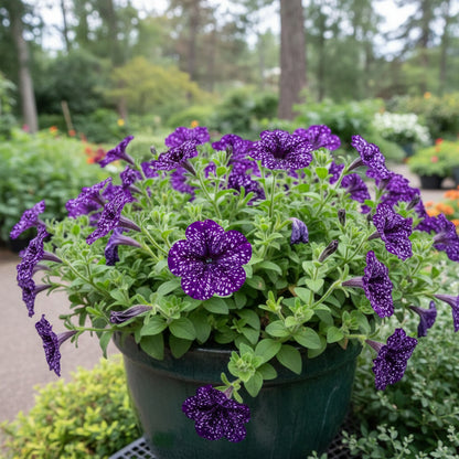 Dark Violet Starry Petunia Seeds for Spring Planting