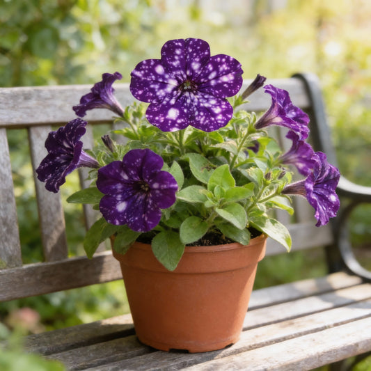 Dark Violet Starry Petunia Seeds for Spring Planting
