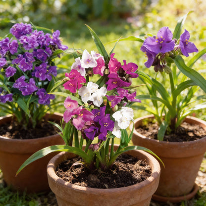 Mixed Tradescantia Spiderwort Flower Seeds for Planting