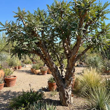 Boswellia Tree Seeds for Growing – Exotic Heirloom Tree Seeds for Outdoor Planting