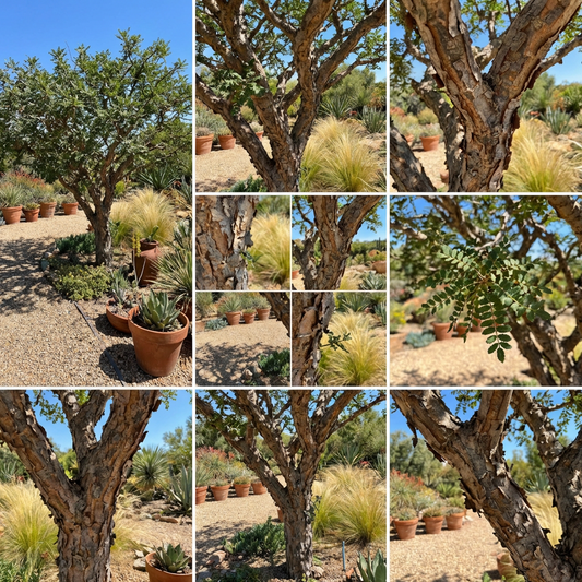 Frankincense Tree Seeds (Boswellia sacra) – Heirloom Tree Seeds for Garden Planting