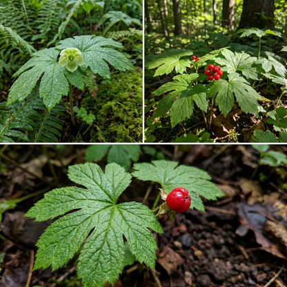 Goldenseal Root Seeds (Hydrastis canadensis) for Planting – Heirloom, Non-GMO Medicinal Herb for Shaded Gardens