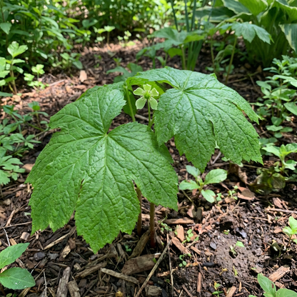 Goldenseal Root Seeds (Hydrastis canadensis) for Planting – Heirloom, Non-GMO Medicinal Herb for Shaded Gardens